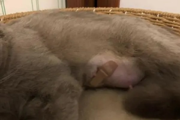 猫咪为什么患上乳腺炎，主要有以下3个原因