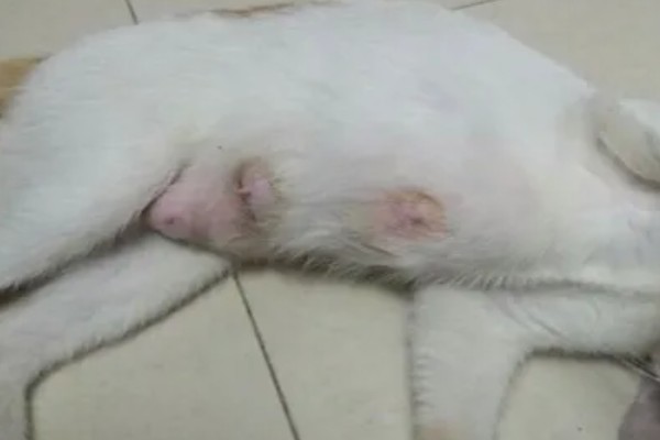 猫咪为什么患上乳腺炎，主要有以下3个原因