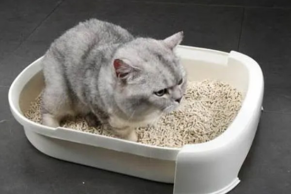 猫咪为什么患上乳腺炎，主要有以下3个原因