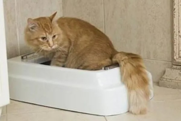 猫咪为什么患上乳腺炎，主要有以下3个原因