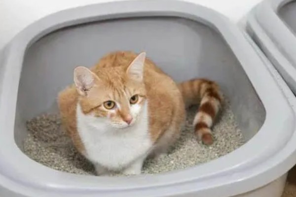 猫咪为什么患上乳腺炎，主要有以下3个原因