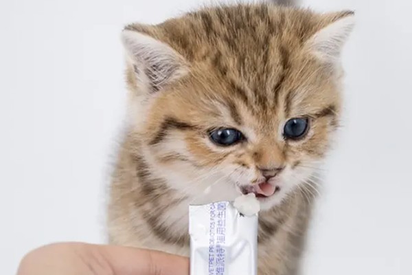 猫咪为什么患上乳腺炎，主要有以下3个原因
