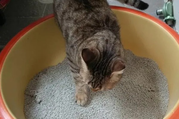 猫咪为什么患上乳腺炎，主要有以下3个原因