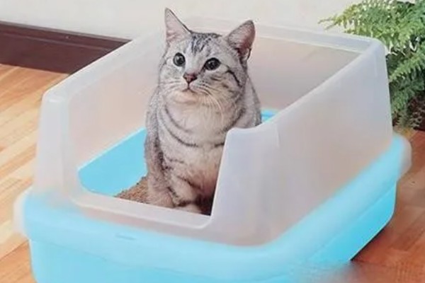猫咪为什么患上乳腺炎，主要有以下3个原因