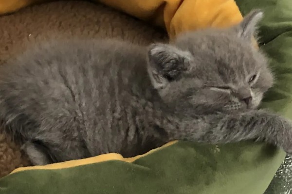 猫咪为什么患上乳腺炎，主要有以下3个原因