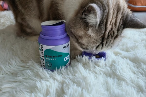 猫咪为什么患上乳腺炎，主要有以下3个原因