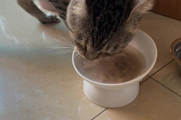 猫咪为什么患上乳腺炎，主要有以下3个原因