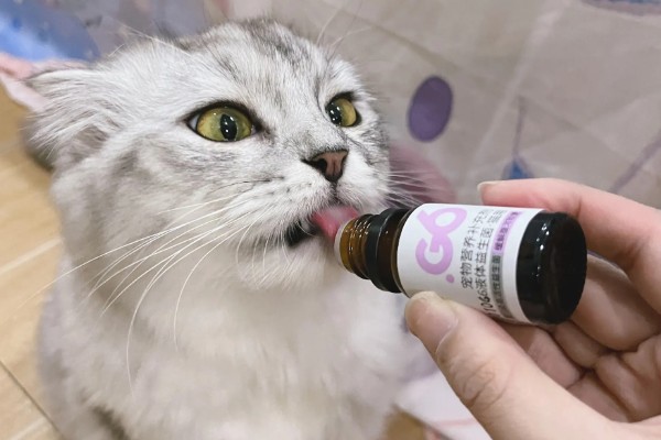 猫咪为什么患上乳腺炎，主要有以下3个原因