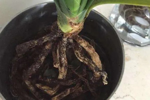 君子兰怎么通风，夏季要加强通风时间