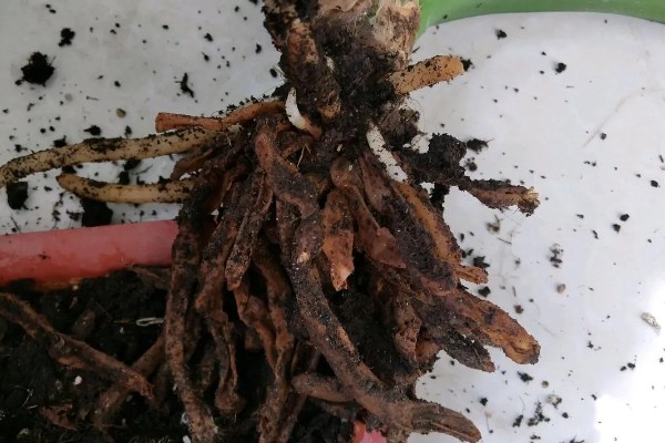 君子兰怎么通风，夏季要加强通风时间