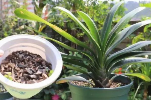 君子兰怎么通风，夏季要加强通风时间