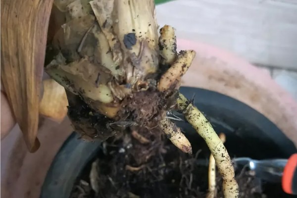 君子兰怎么通风，夏季要加强通风时间