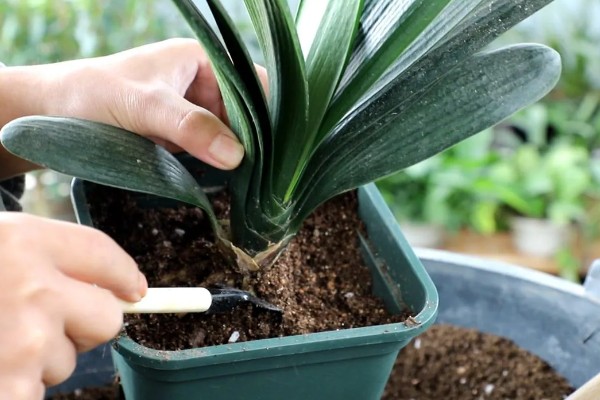 君子兰怎么通风，夏季要加强通风时间