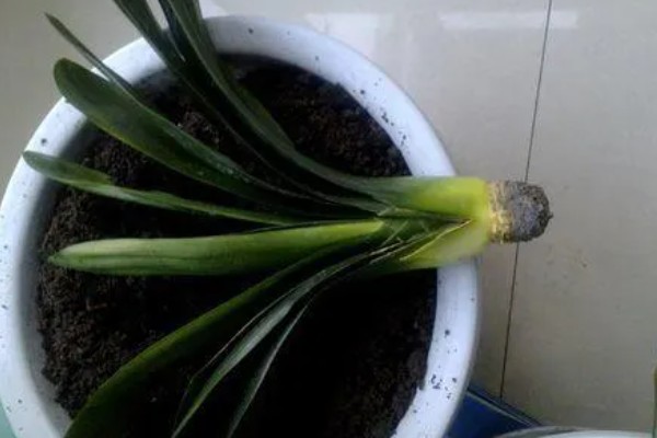 君子兰怎么通风，夏季要加强通风时间