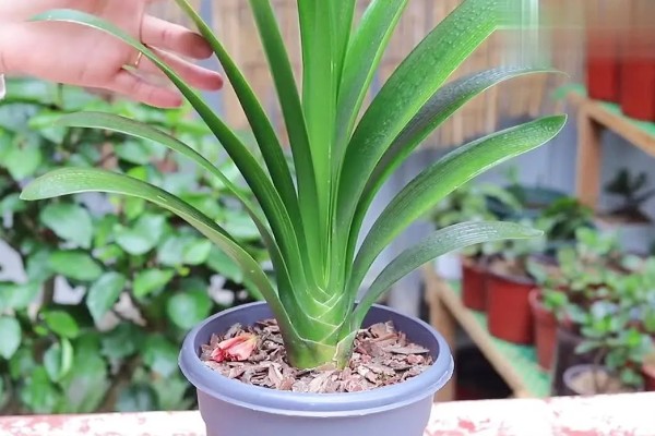 君子兰怎么通风，夏季要加强通风时间