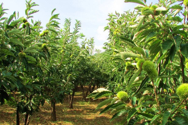 板栗的种植条件，适合生长在酸性或微酸性的土壤中