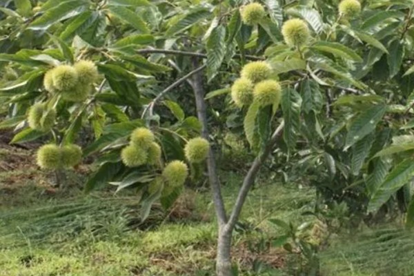 板栗的种植条件，适合生长在酸性或微酸性的土壤中