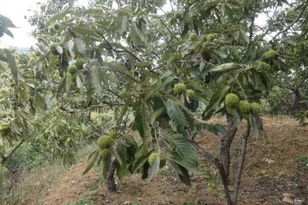板栗的种植条件，适合生长在酸性或微酸性的土壤中