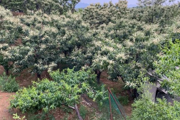 板栗的种植条件，适合生长在酸性或微酸性的土壤中