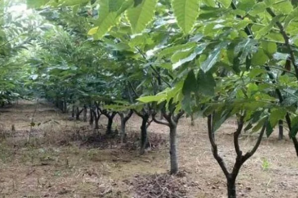 板栗的种植条件，适合生长在酸性或微酸性的土壤中