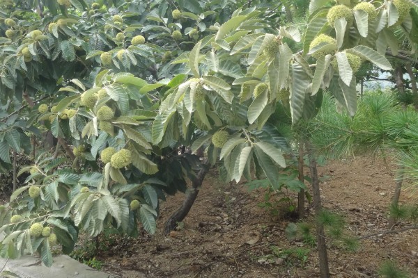 板栗的种植条件，适合生长在酸性或微酸性的土壤中