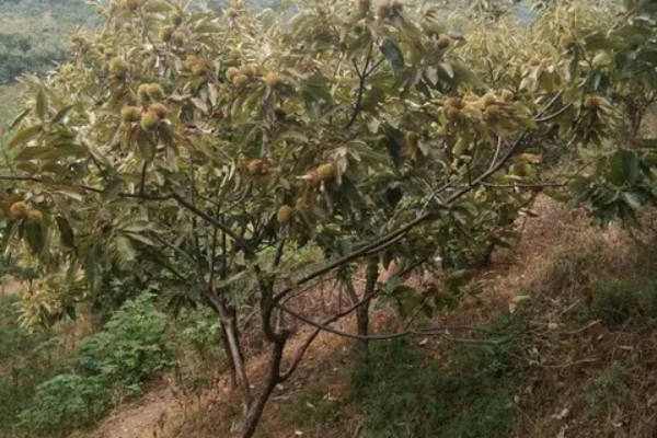 板栗的种植条件，适合生长在酸性或微酸性的土壤中