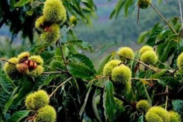 板栗的种植条件，适合生长在酸性或微酸性的土壤中