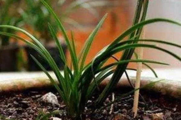 兰花过冬养护方法，要将室温保持在5℃以上