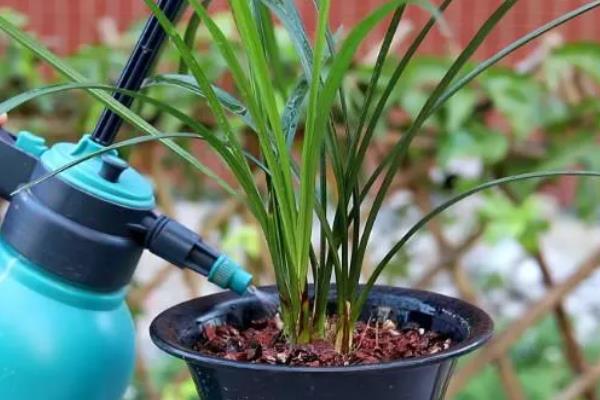 兰花过冬养护方法，要将室温保持在5℃以上