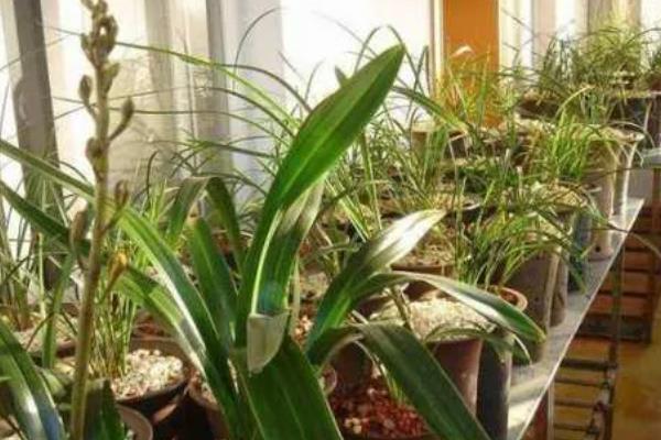 兰花过冬养护方法，要将室温保持在5℃以上