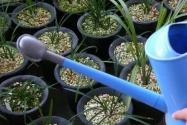 兰花过冬养护方法，要将室温保持在5℃以上