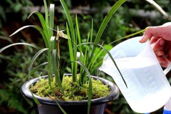 兰花过冬养护方法，要将室温保持在5℃以上