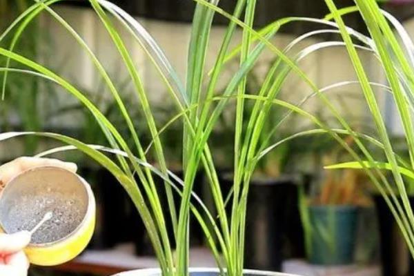 兰花过冬养护方法，要将室温保持在5℃以上