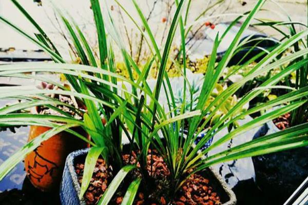 兰花过冬养护方法，要将室温保持在5℃以上