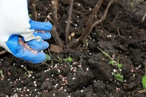 植物缺钾肥会出现什么现象，在叶片上会出现褐色斑点