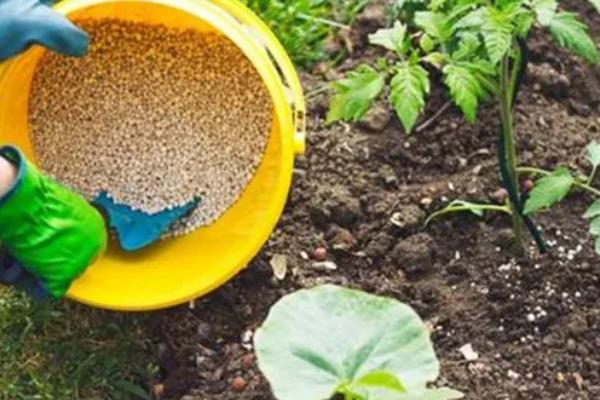 植物缺钾肥会出现什么现象，在叶片上会出现褐色斑点