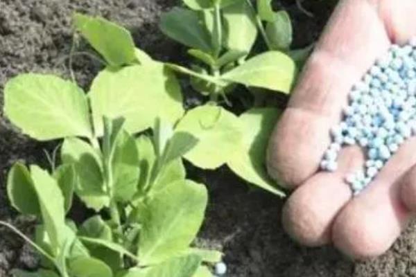 植物缺钾肥会出现什么现象，在叶片上会出现褐色斑点