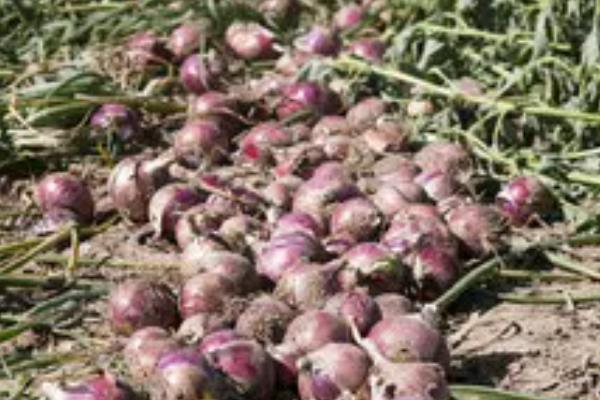 洋葱的收获季节，可以在夏季收获