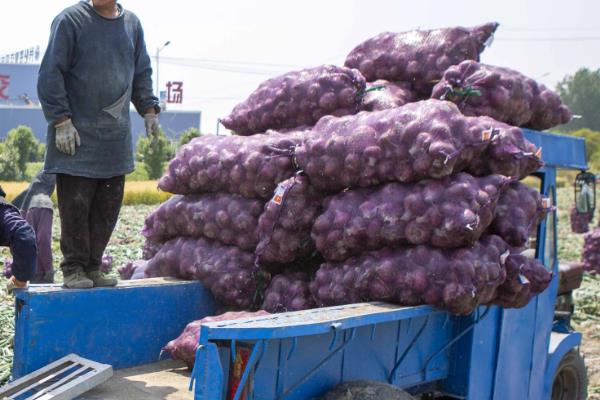 洋葱的收获季节，可以在夏季收获