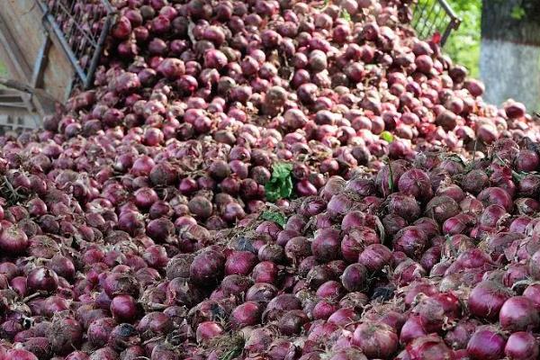 洋葱的收获季节，可以在夏季收获