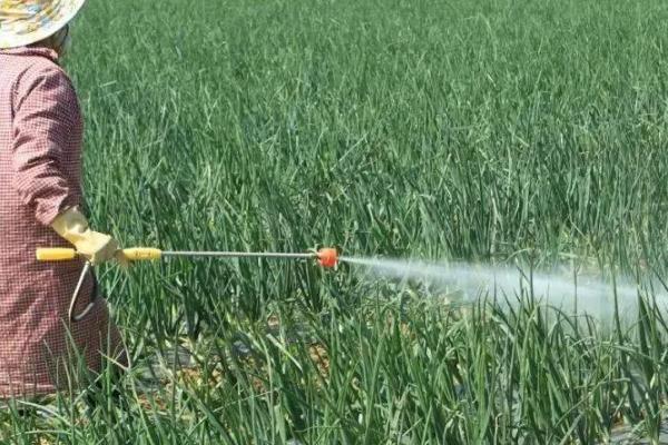 洋葱的收获季节，可以在夏季收获