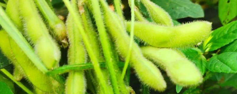 毛豆的管理方法,苗期一定要及时进行查苗