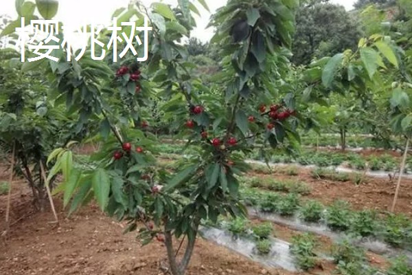 春天适合种什么树，推荐种樱桃树、白玉兰等