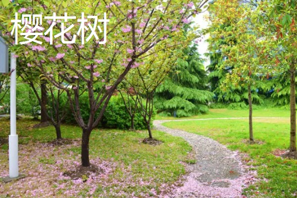 春天适合种什么树，推荐种樱桃树、白玉兰等