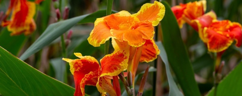 美人蕉怎么种植,一般在4-5月份播种