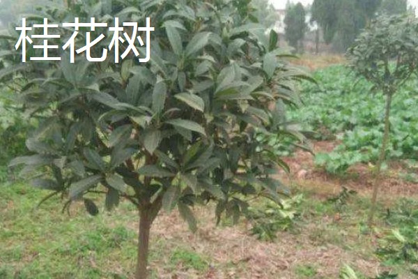 春天适合种什么树，推荐种樱桃树、白玉兰等