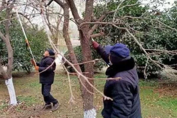 春天适合种什么树，推荐种樱桃树、白玉兰等