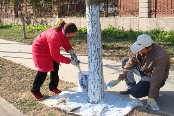 春天适合种什么树，推荐种樱桃树、白玉兰等