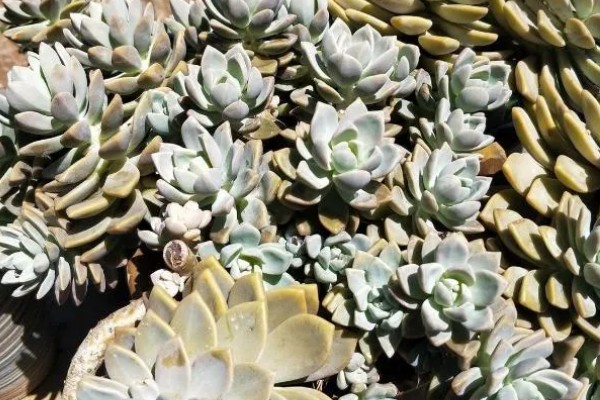 冬美人多肉开花后会不会死，一般不会导致植株死亡