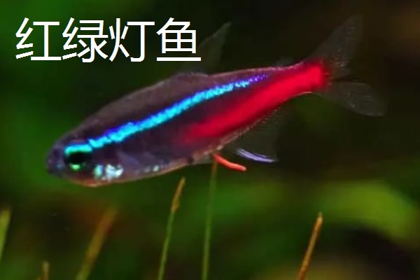 红尾玻璃灯鱼好不好养，饲养难度较小